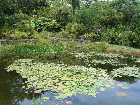 Hilo Zoo water pond